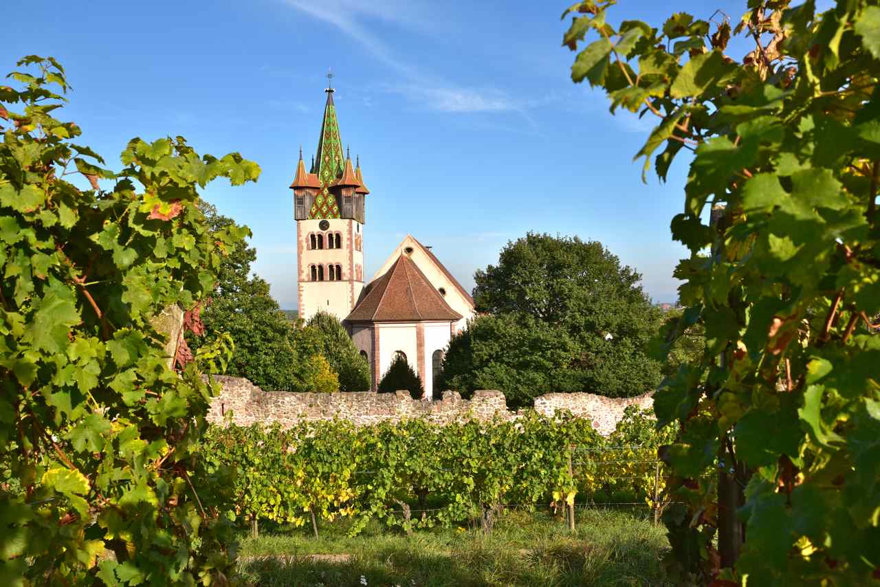   Les vignes dernières assaillantes du village fortifié, Châtenois